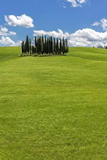 D Orcia: Cypress grove, the cypresses in the middle of the