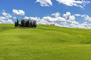 Grain: Cypress grove, the cypresses in the middle of the