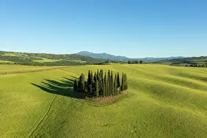 D Orcia: Cypress grove, drone photo, the cypresses in the