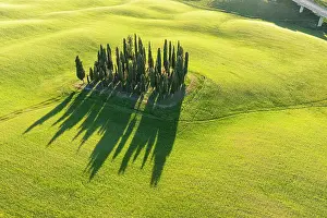 D Orcia: Cypress grove, drone photo, the cypresses in the