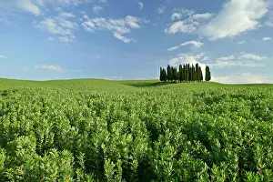 Cupressus: Cypress grove - situated on hill