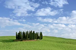 Cupressus: Cypress grove situated on hill