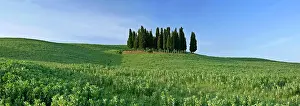 Cupressus: Cypress grove - situated on hill