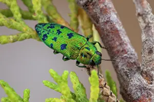 Destroying: Cypress Jewel Beetle (Lamprodila (Palmar) festiva)