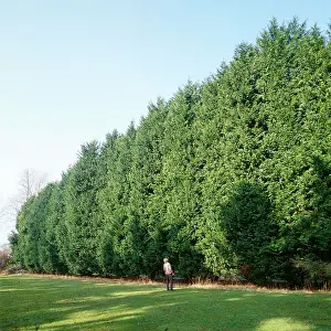 Height: Cypress LEYLAND - showing height of hedge