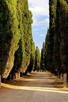 Farmers: Cypress lined farm track near Pienza, Tuscany