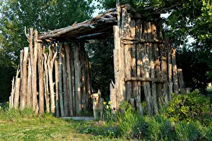 Spermatophytes: Cypress made pergola and labrador retriever in a garden