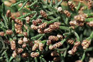 Cupressus: Cypress - pollen
