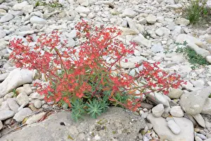 Spurge: Cypress Spurge