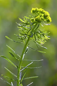 Spurge: Cypress Spurge