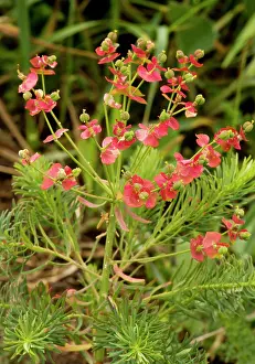 Spurges: Cypress Spurge - with autumn colour. Very rare in UK