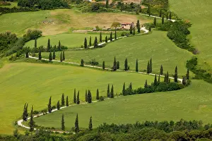 Jannsen: Cypress tree lined switchbacks near La Foce