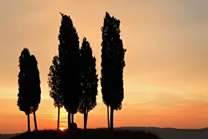 D Orcia: Cypress trees silhouetted agains sunrise