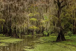 Adam: Cypress trees and Spanish moss lining shoreline
