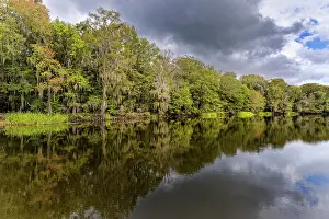 Adam: Cypress trees and Spanish moss lining shoreline
