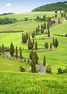 Pienza: Cypress trees in Tuscany, Italy, Europe