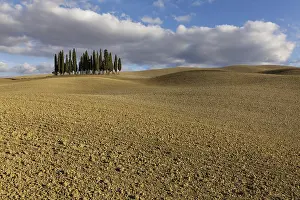 Amidst: Cypresses amidst farmland in Val d&, x2019;Orcia