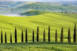 Cupressus: Cypresses (Cupressus), avenue in front of hilly