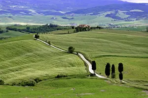 Pienza: Cypresses (Cupressus) and fields near Terrapille