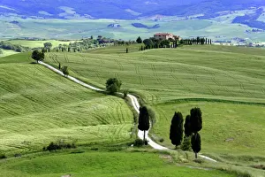 Pienza: Cypresses (Cupressus) and fields near Terrapille
