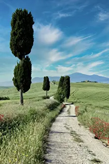 Pienza: Cypresses (Cupressus) and fields near Terrapille