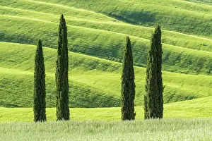 Crete: Cypresses (Cupressus) with hilly fields, Asciano