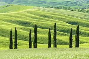 Crete: Cypresses (Cupressus) with hilly fields, Asciano