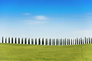 Tuscany: Cypresses, San Quirico d'Orcia, Val d Orcia, Orcia Valley