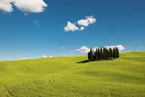 Tuscany: Cypresses, Val d Orcia, Orcia Valley, UNESCO World Heritage