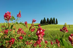 Tuscany: Cypresses, Val d Orcia, Orcia Valley, UNESCO World Heritage