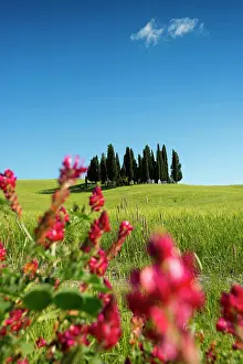 Tuscany: Cypresses, Val d Orcia, Orcia Valley, UNESCO World Heritage