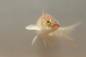 Carpio: Cyprinus carpio