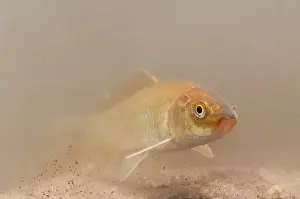 Carpio: Cyprinus carpio