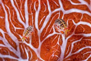 Peracarida: Cyproideid amphipod (Cyproidea sp), Komodo, Indonesia