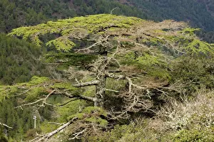Cedars: Cyprus Cedar Cedrus brevifolia (formerly Cedrus