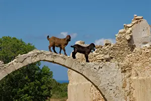 Pavan: Cyprus, Karpas peninsula, abandoned church