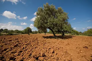 Pavan: Cyprus, Karpas peninsula, Sipahi village