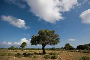 Pavan: Cyprus, Karpas peninsula, view near Cape