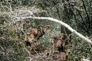 Mouflons: Cyprus Mouflon Sheep