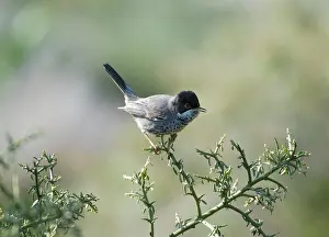 Cyrpus: Cyprus Warbler - Adult Male perched. March