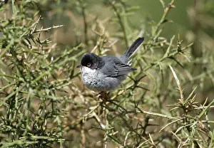 Cyrpus: Cyprus Warbler - Adult Male perched. March