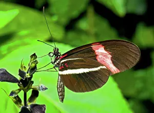 Invertebrates: Cythera Butterfly