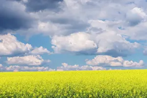 Bohemia: Czech Republic, Bohemia, Canola Field and