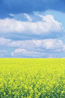 Canola: Czech Republic, Bohemia, Canola Field and