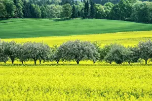 Canola: Czech Republic, Bohemia, Canola Field and