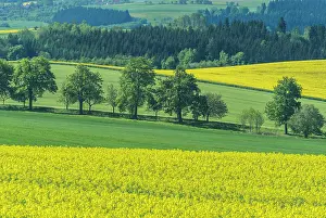 Moravia: Czech Republic, Bohemia, Canola and Wheat