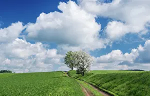 Unpaved: Czech Republic, Bohemia, Dirt Road and Apple
