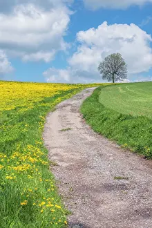 Unpaved: Czech Republic, Bohemia, Dirt Road and Tree