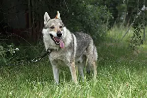 Raising: Czechoslovakian wolfdog attached to a chain