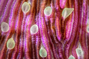 Scleractinia: D&, x9d21;il of Mushroom Coral (Fungia scutaria)